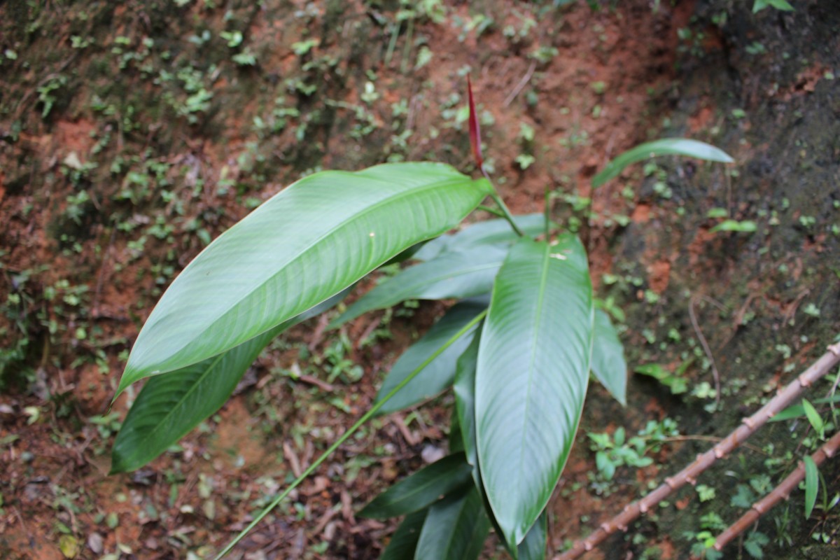 Heliconia psittacorum L.f.